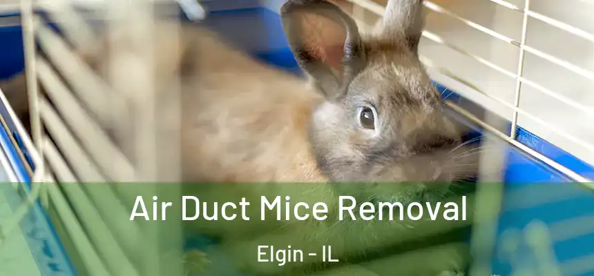  Air Duct Mice Removal Elgin - IL
