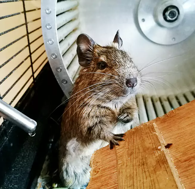 Why Homeowners & Businesses Trust Us Elgin, IL